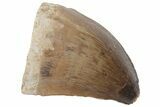 Fossil Mosasaur (Prognathodon) Tooth - Morocco #216998-1